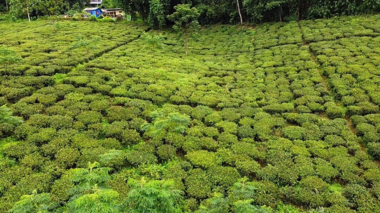Photo of Outdoor in Darjeeling