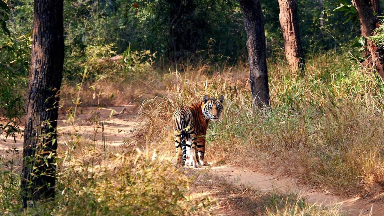 Photo of Others in Umaria