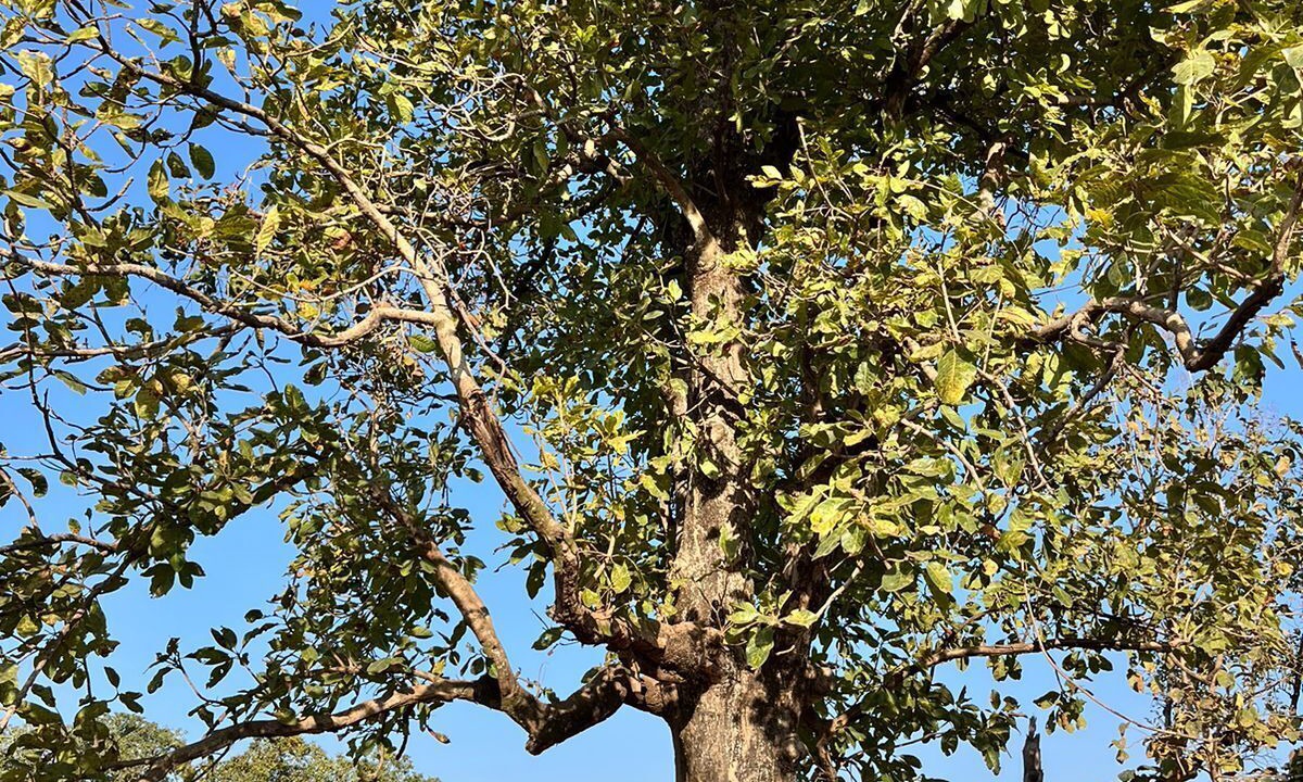 Photo of Outdoor in Turiya