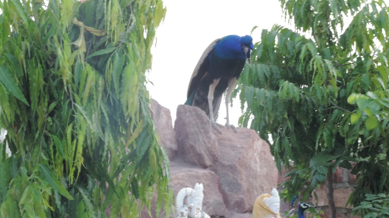 Photo of Others in Uchiyarda