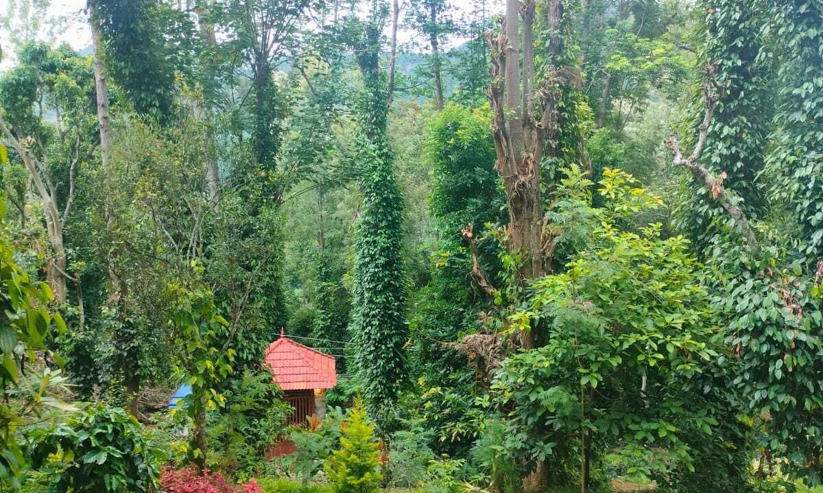 Photo of Outdoor in Kodaikanal