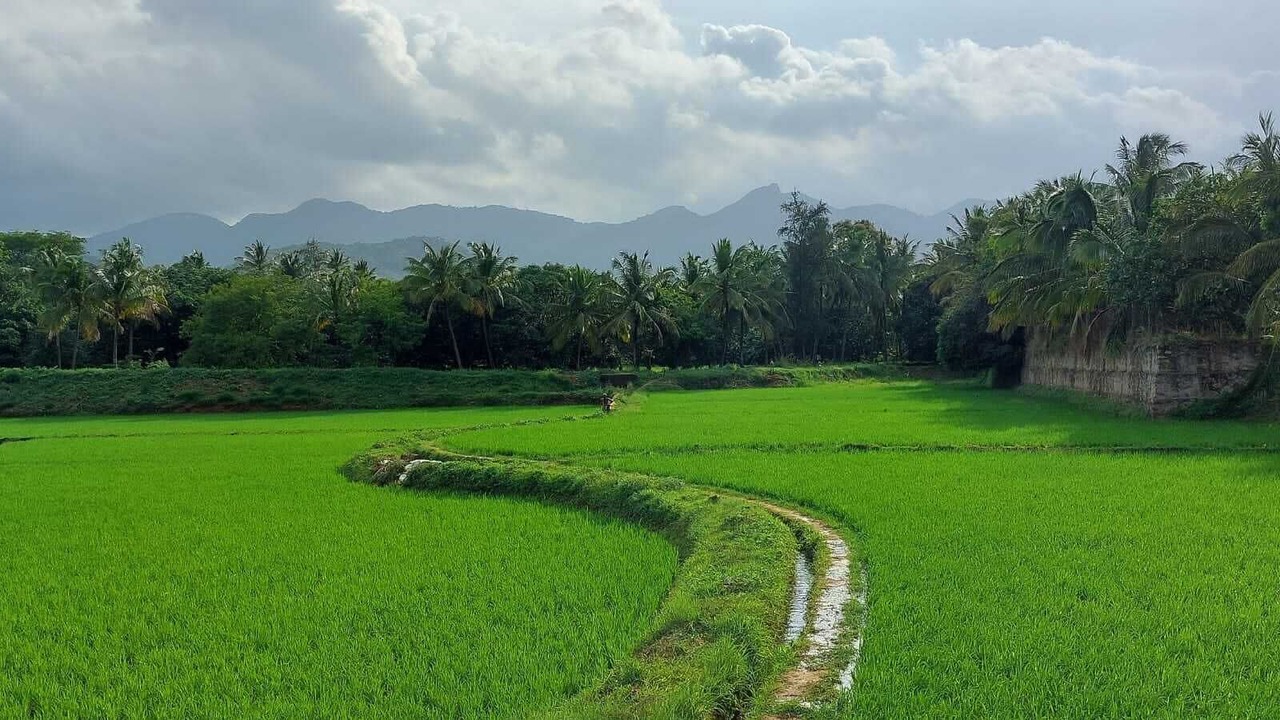 Photo of Others in Tenkasi