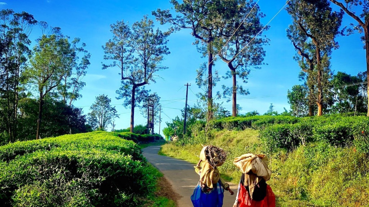 Photo of Outdoor in Mananthavady