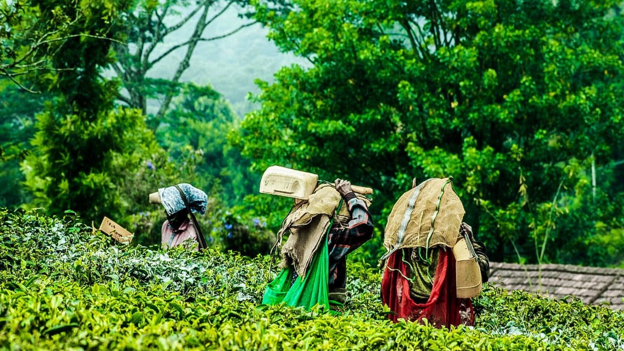 Photo of Outdoor in Mananthavady