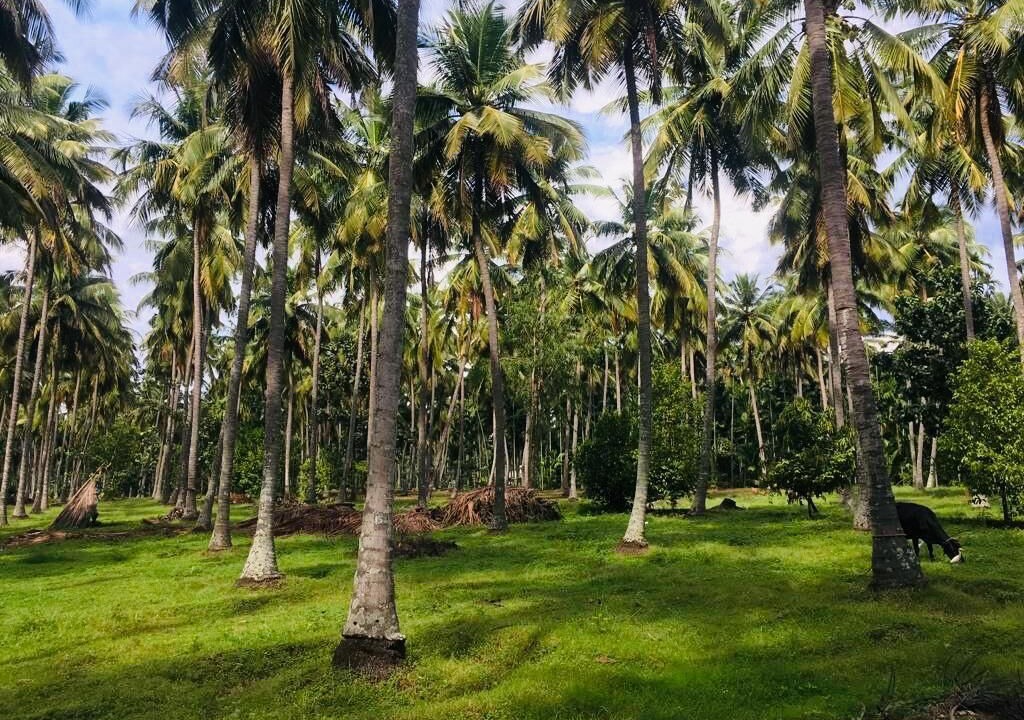 Photo of Outdoor in Pollachi