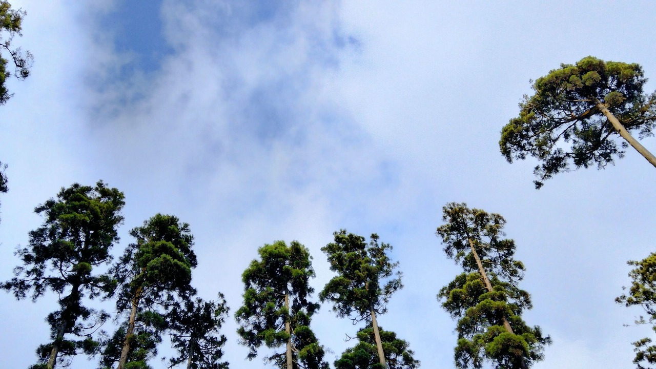 Photo of Others in Kayiavir Plungdung