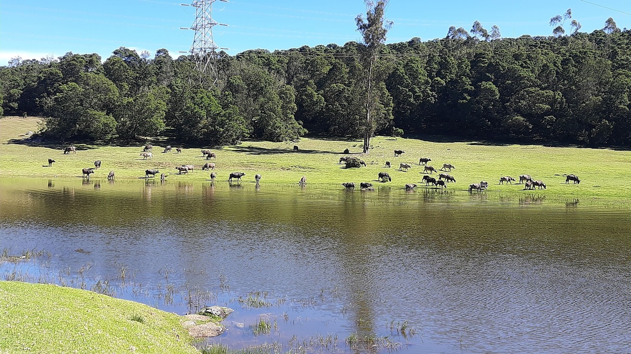 Photo of Others in Ooty