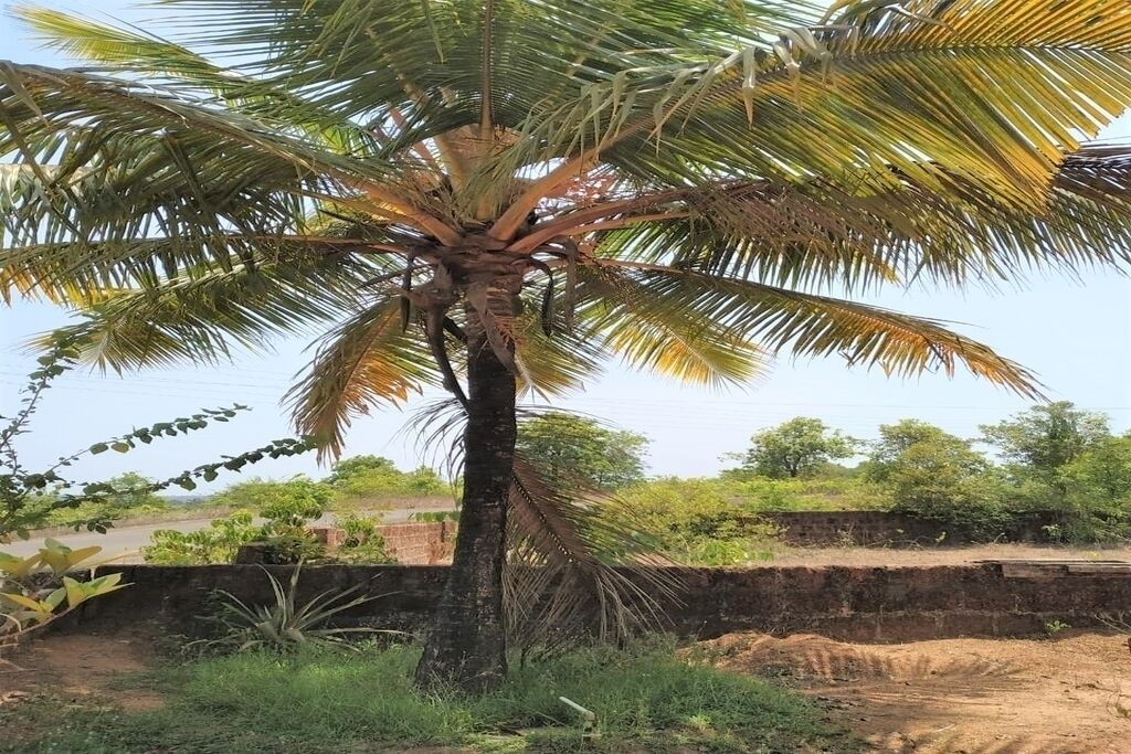Photo of Outdoor in Kudal
