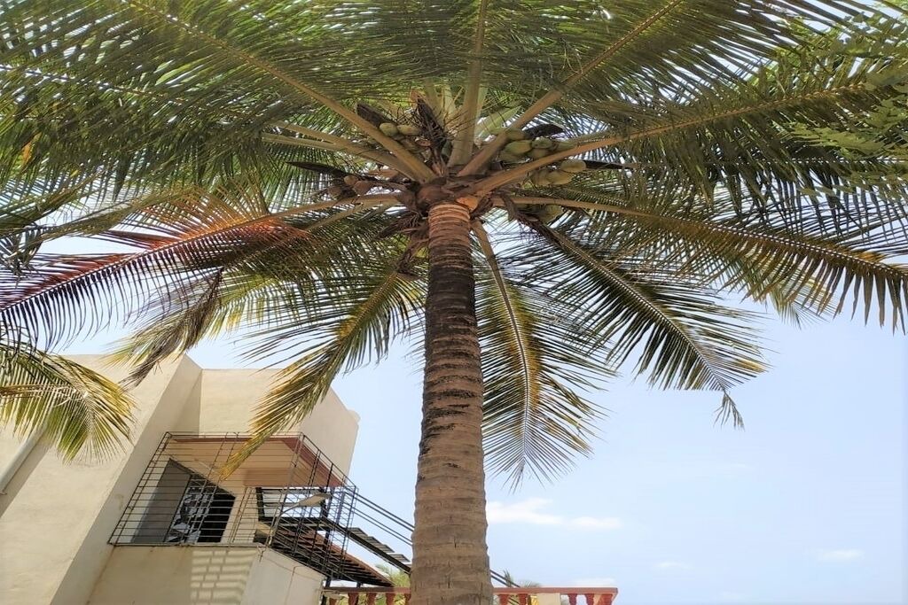 Photo of Outdoor in Kudal