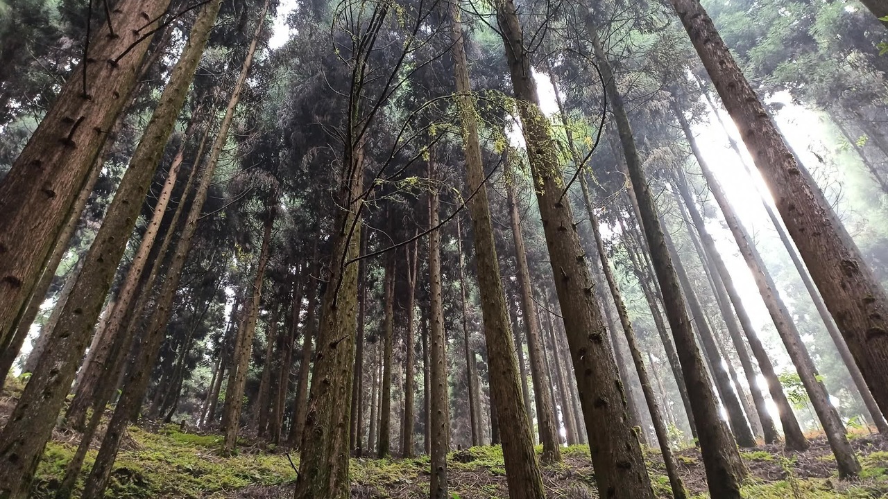 Photo of Outdoor in Tukdah Forest