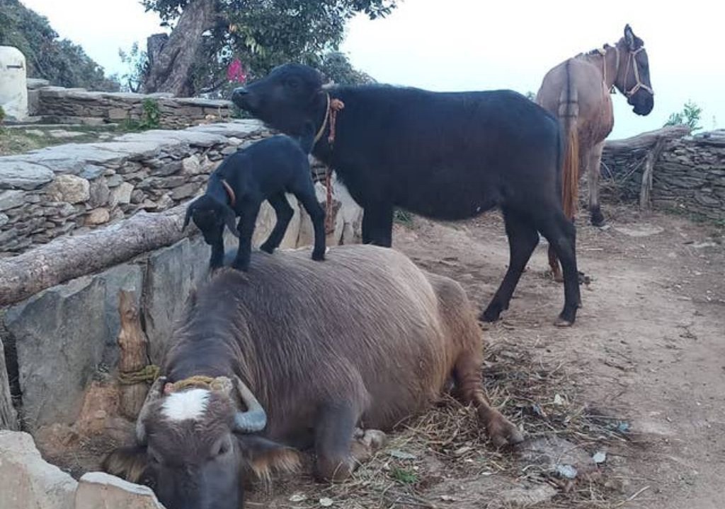 Photo of Others in Tehri