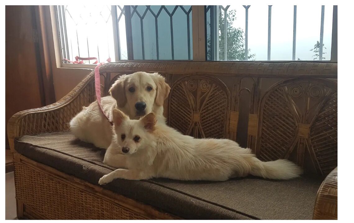 Photo of Others in Gangtok