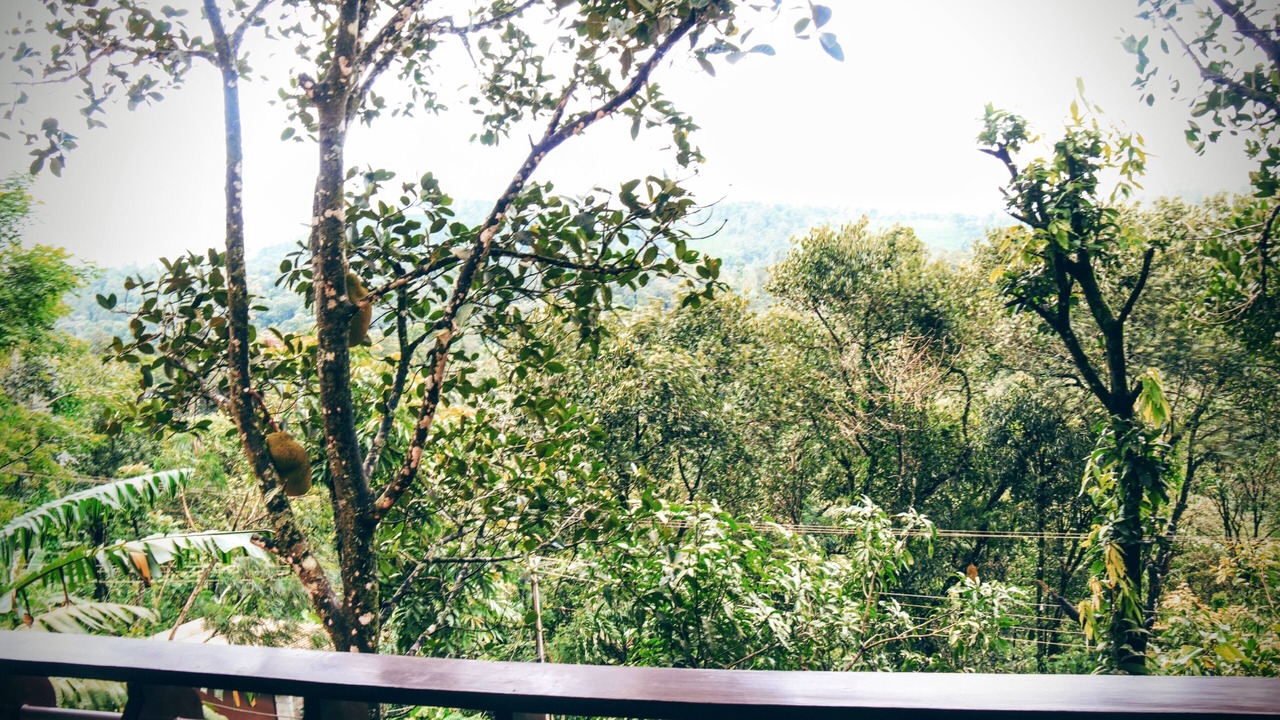 Photo of Outdoor in Udumbanchola