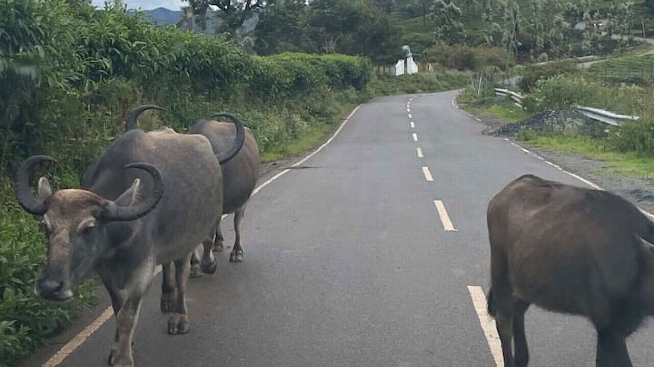 Photo of Others in Wellington