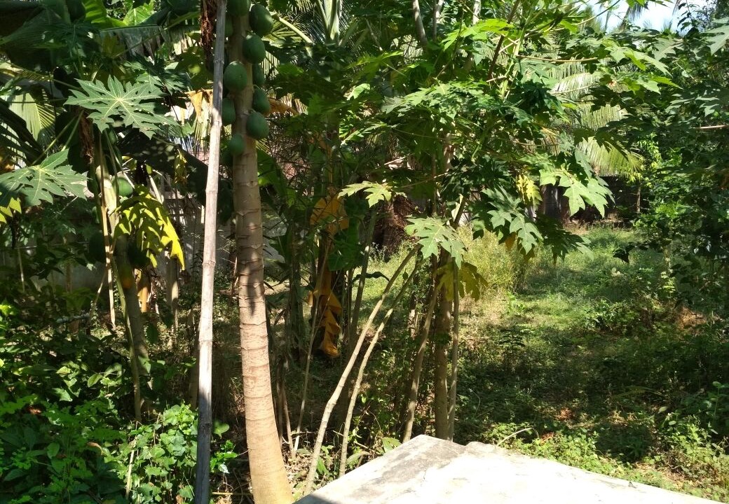 Photo of Outdoor in Mayuram