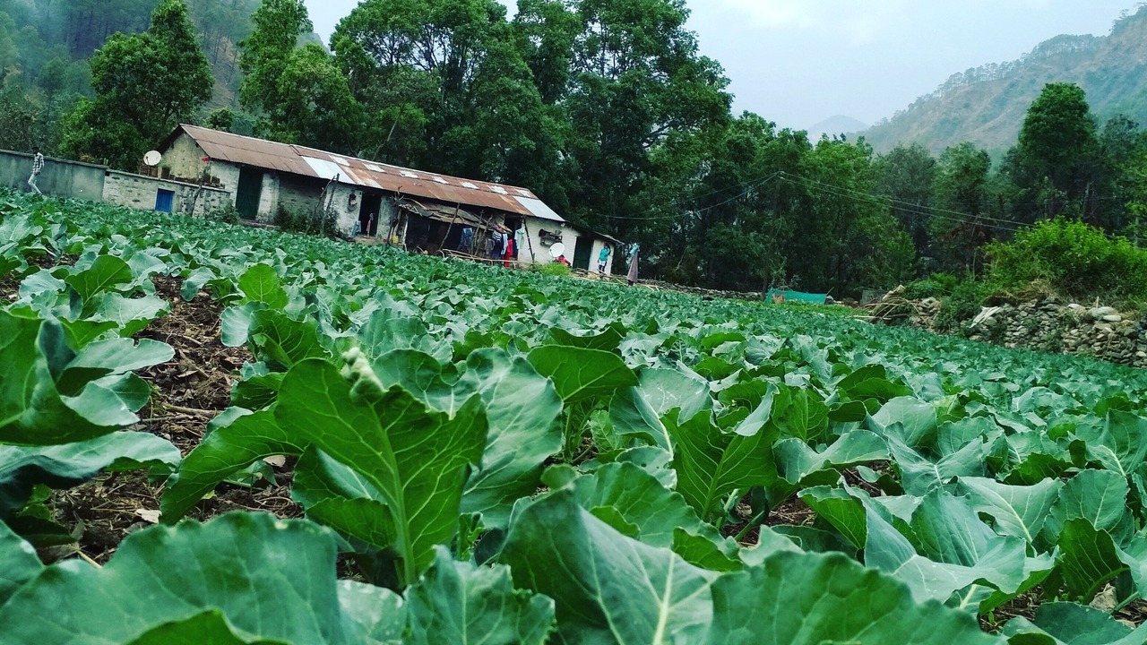 Photo of Outdoor in Kaul