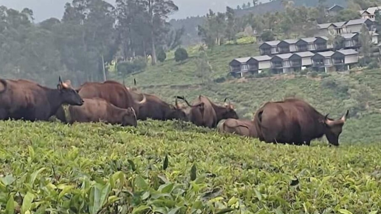 Photo of Others in Ooty