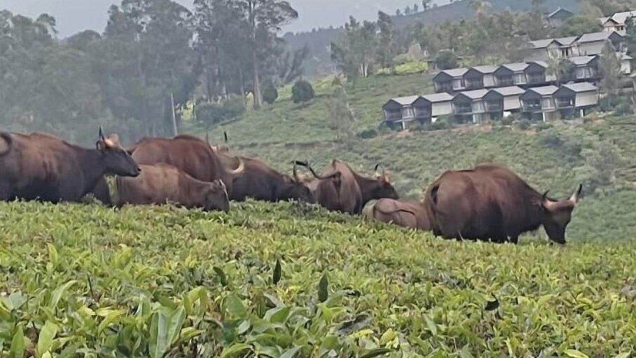 Photo of Others in Ooty