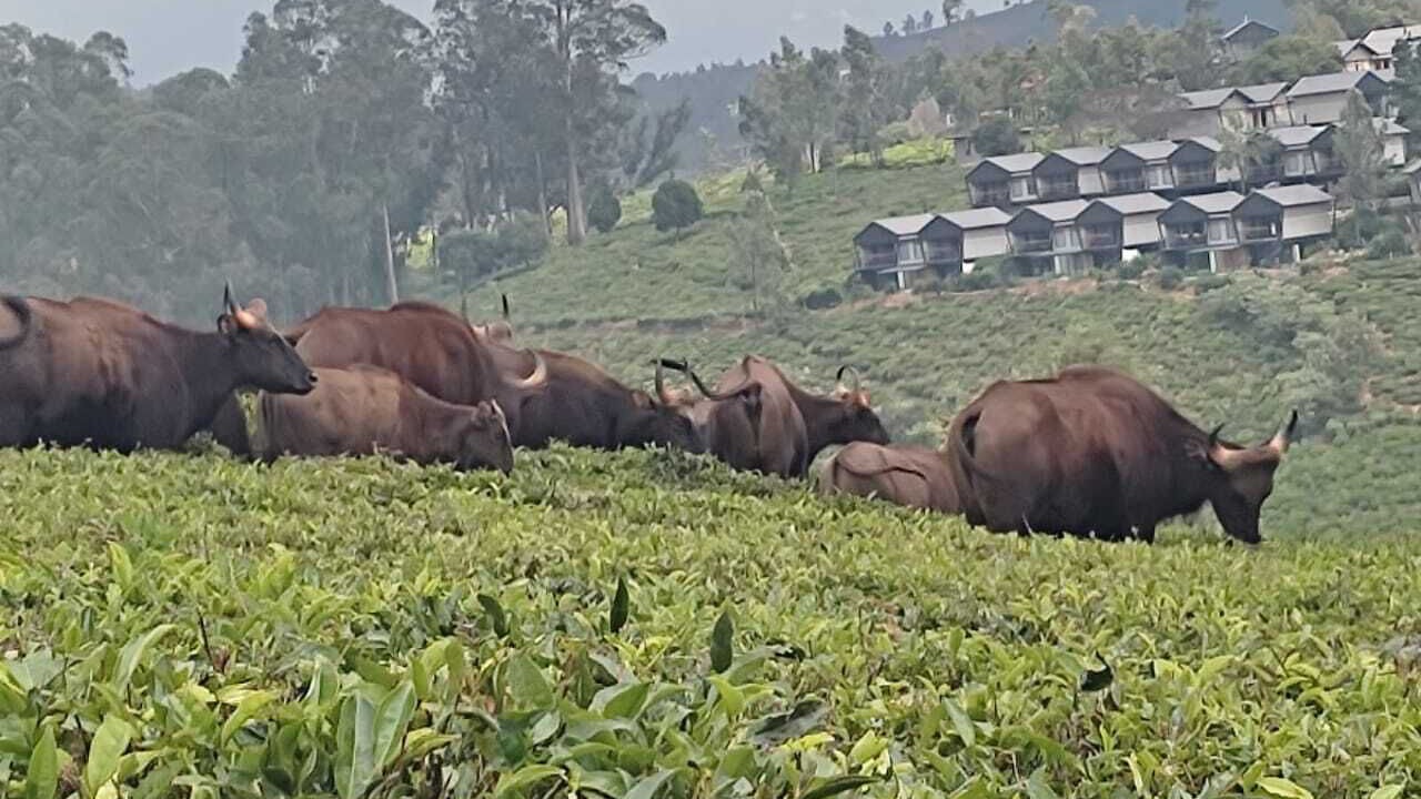 Photo of Others in Ooty