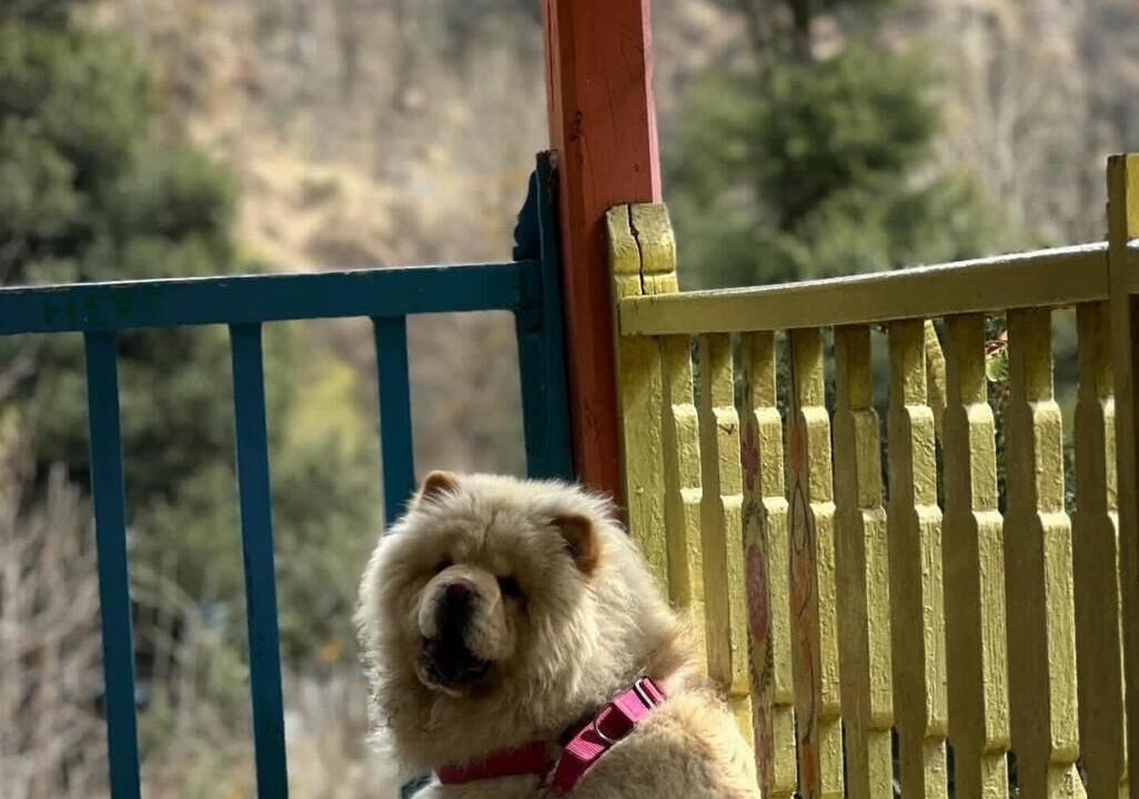 Photo of Outdoor in Old Manali