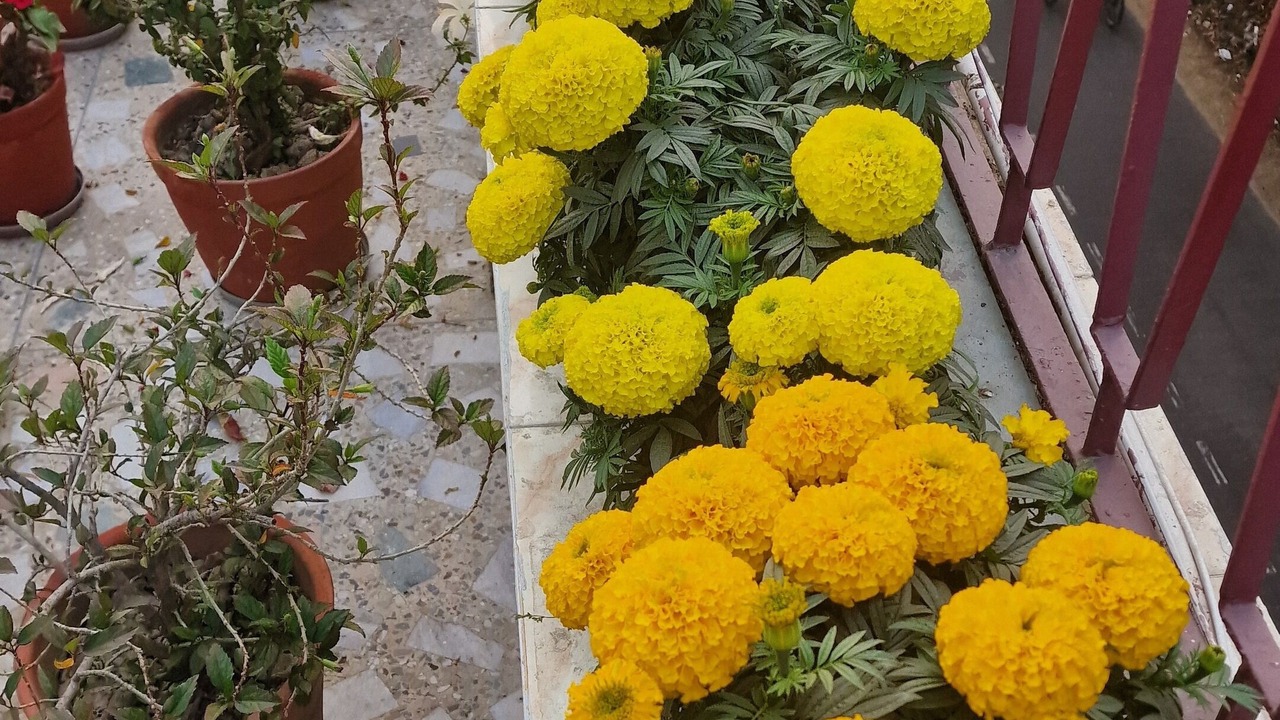 Photo of Outdoor in Phool Bagan