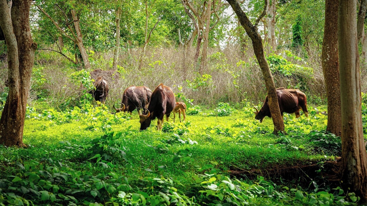Photo of Others in Masinagudi