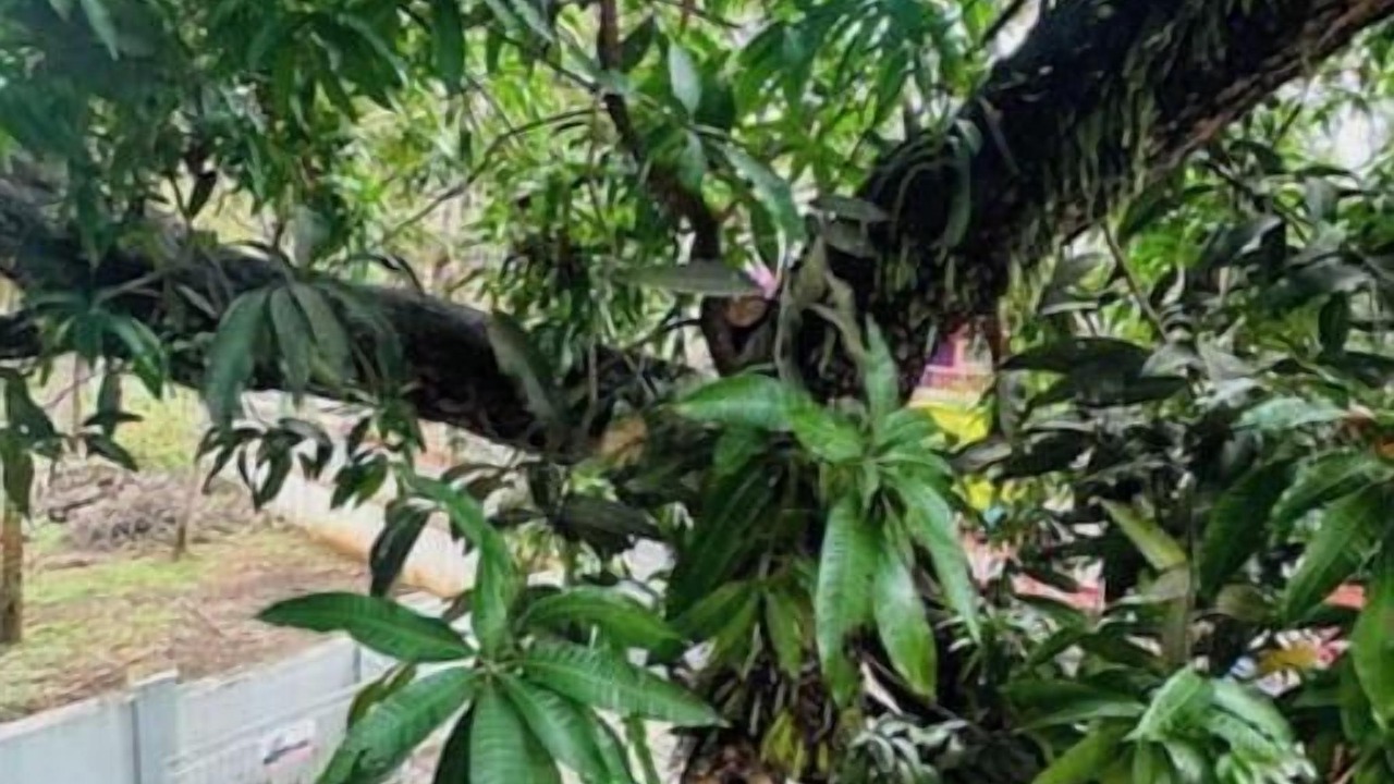 Photo of Outdoor in Siolim