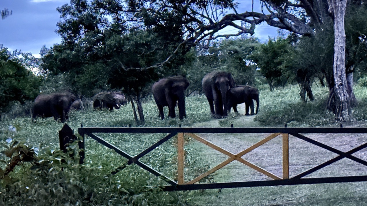 Photo of Outdoor in Masinagudi