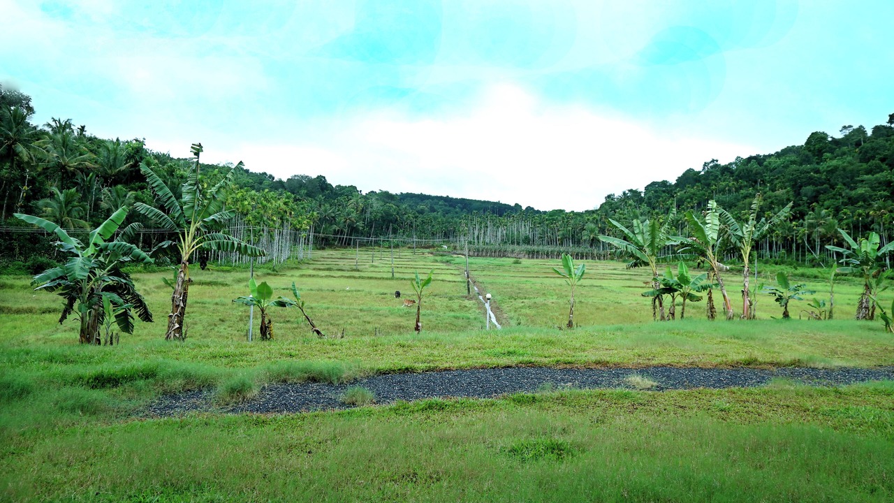Photo of Others in Mananthavady