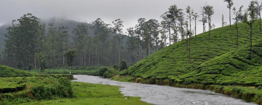 Photo of Others in Valparai