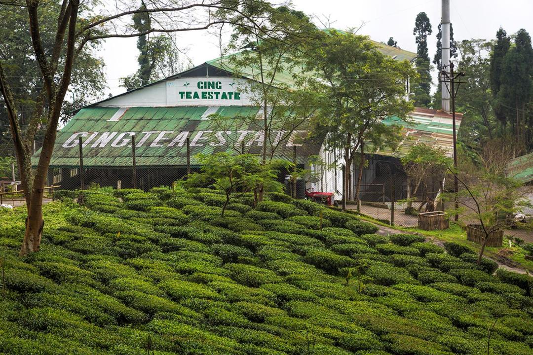 Photo of Others in Ging Tea Garden
