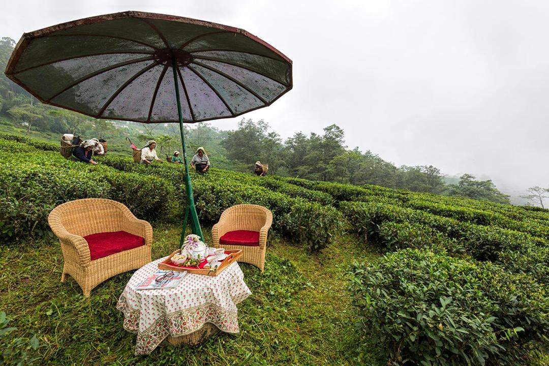 Photo of Others in Ging Tea Garden