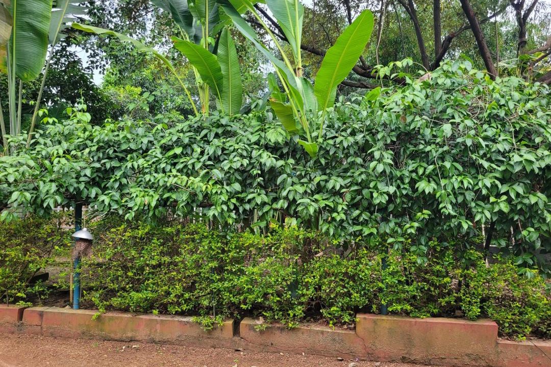 Photo of Others in Bolpur