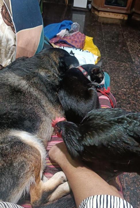 Photo of Others in Mira Road East