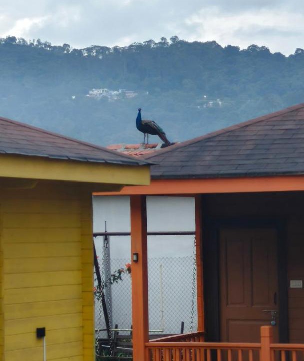 Photo of Others in Wellington