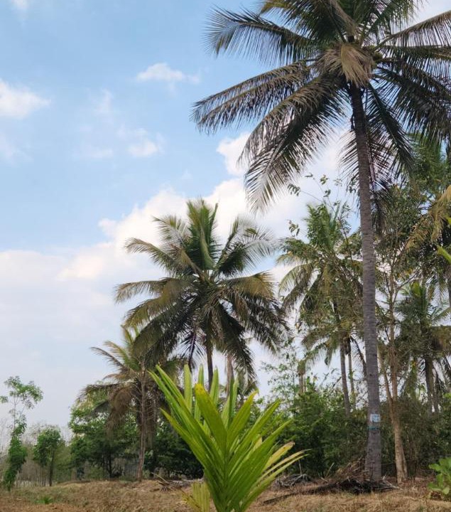 Photo of Others in Kanakapura