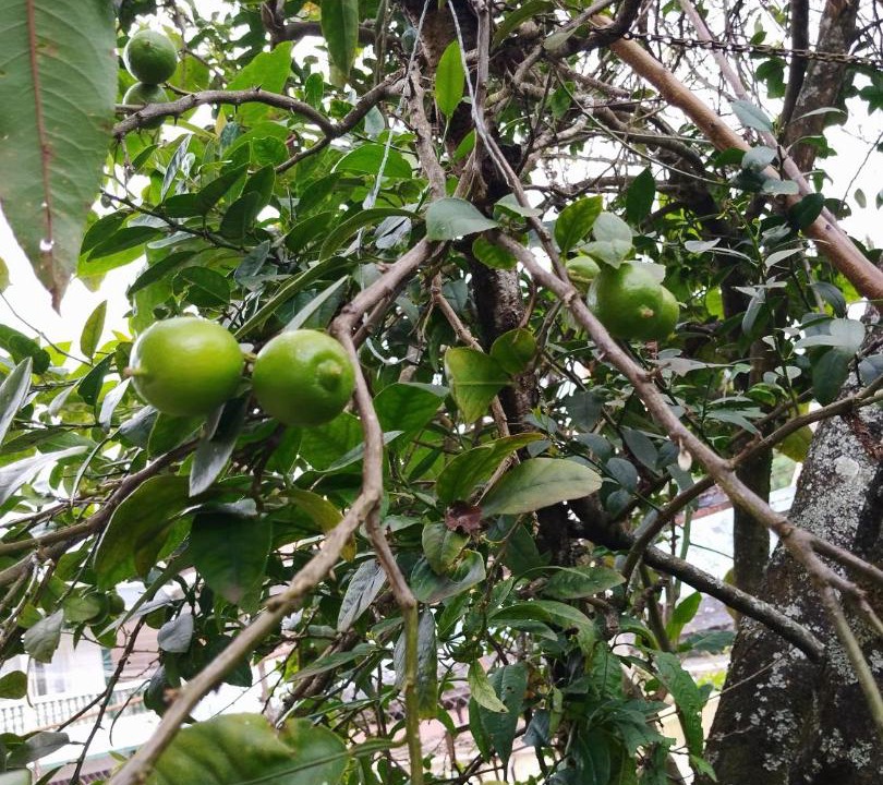 Photo of Others in Ooty