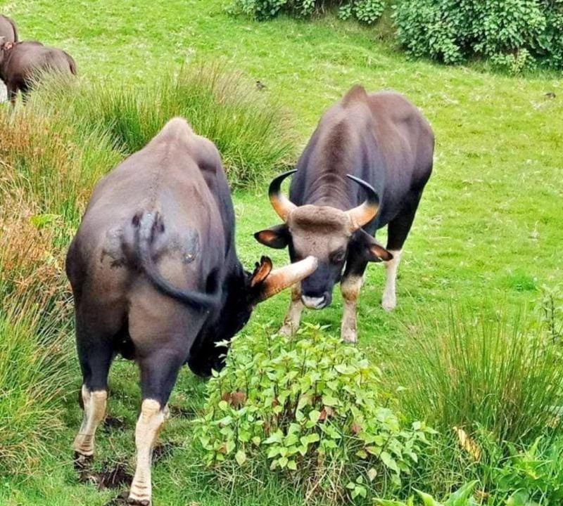 Photo of Others in Kodaikanal