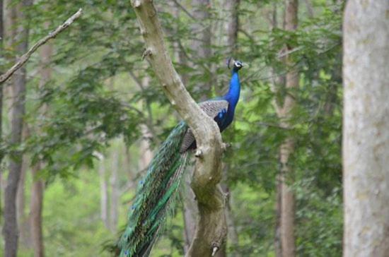 Photo of Others in Kodaikanal