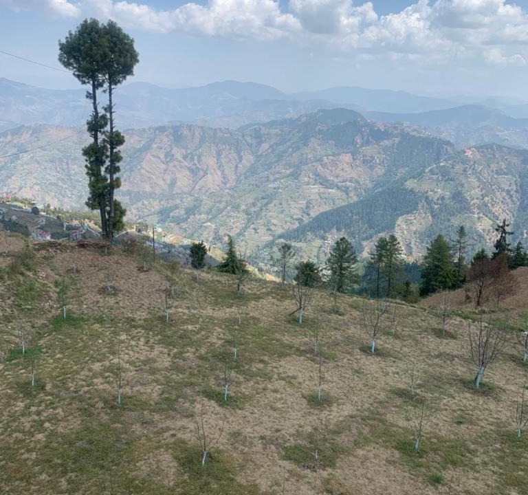 Photo of Others in Kufri