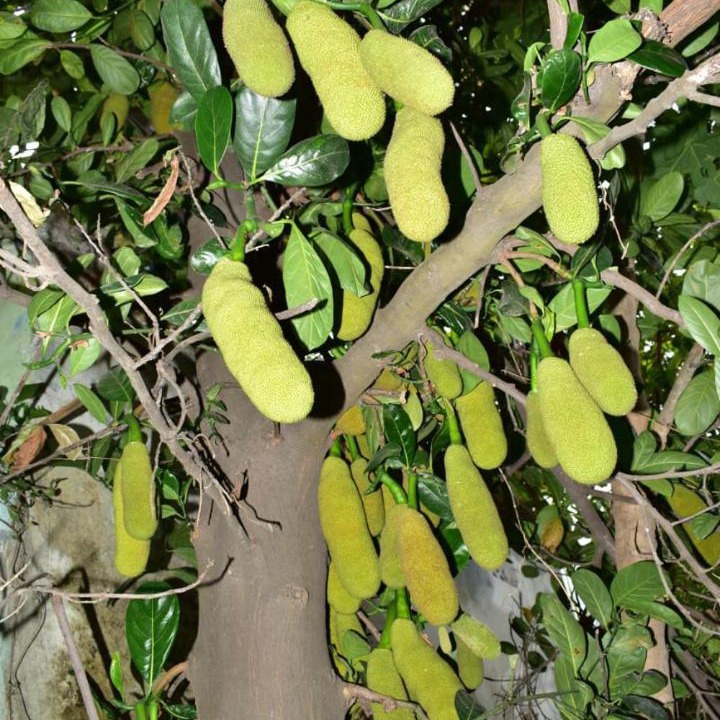 Photo of Outdoor in Sirala