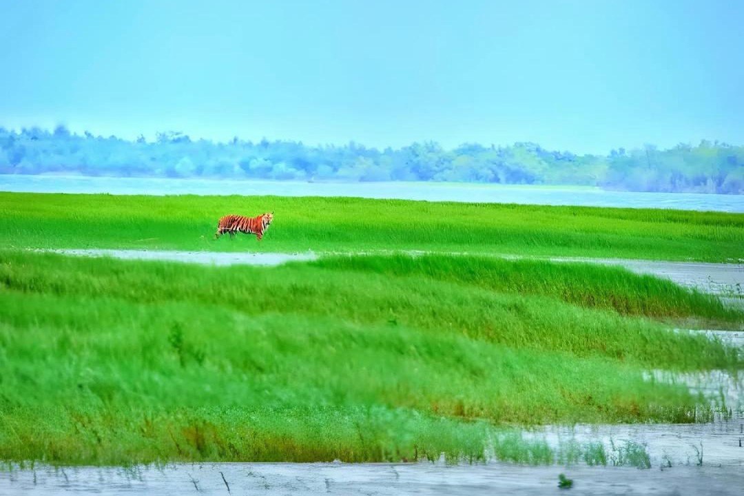 Photo of Human In Picture in Pakhiralay