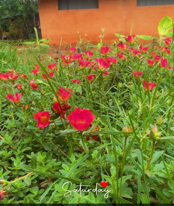 Photo of Others in Auroville