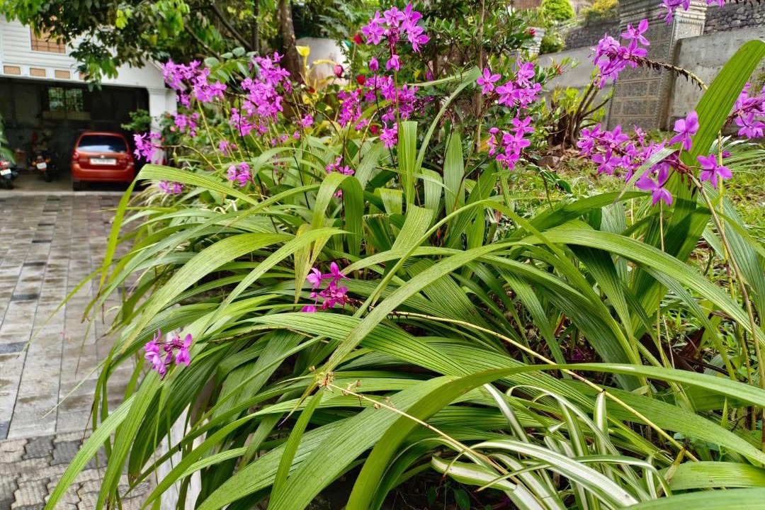 Photo of Outdoor in Udumbanchola
