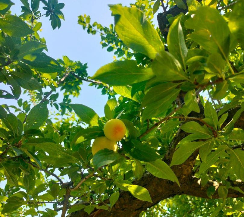 Photo of Outdoor in Bhowali