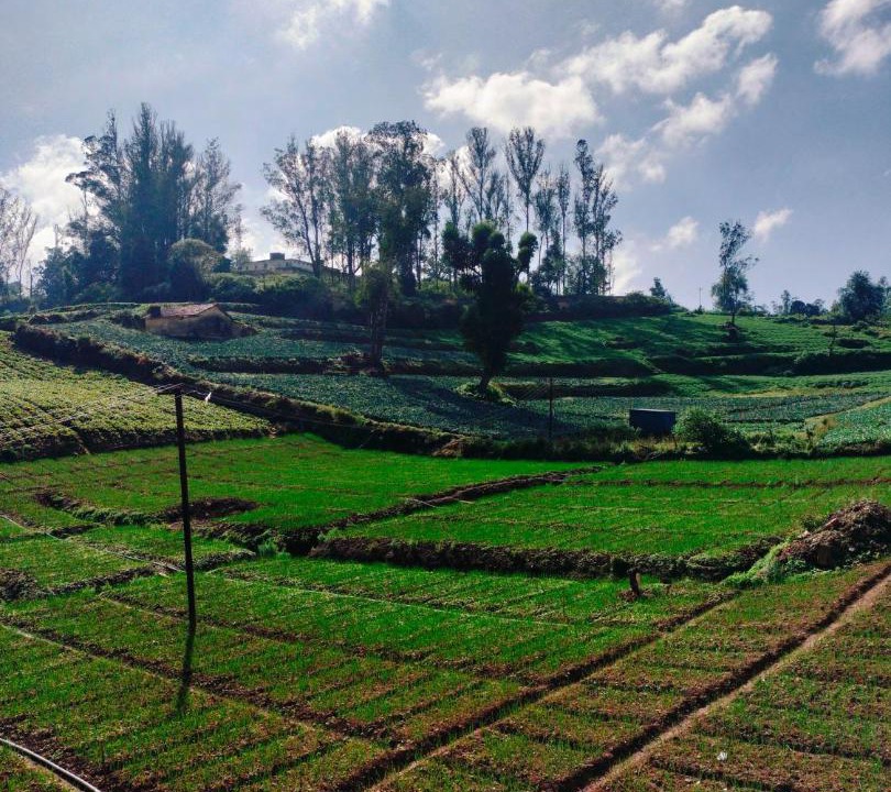 Photo of Others in Kandal
