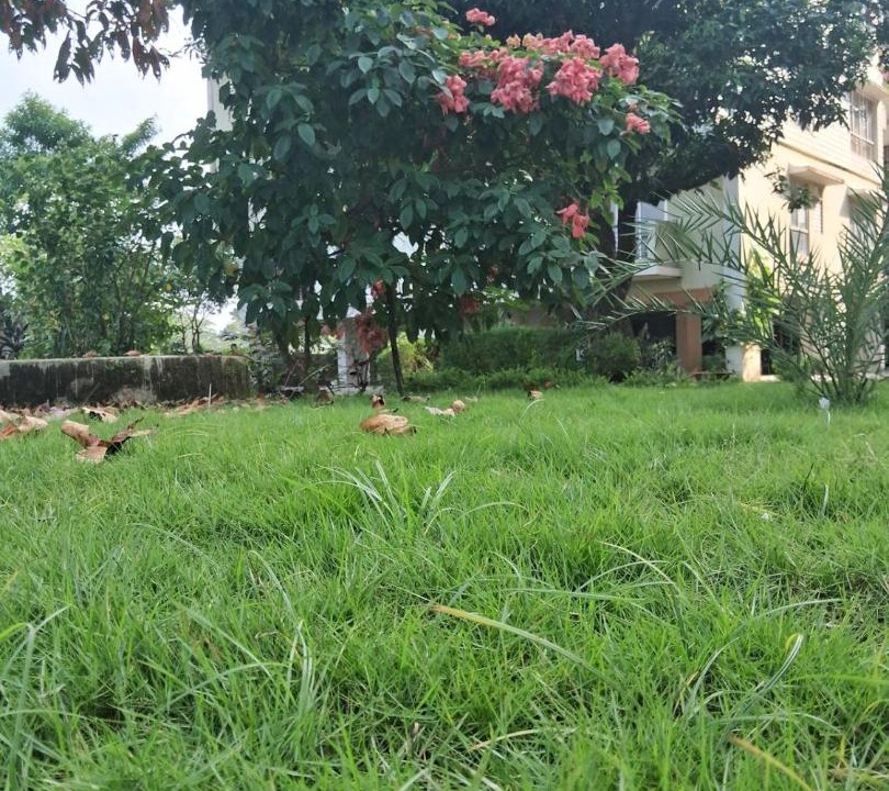 Photo of Outdoor in Siliguri