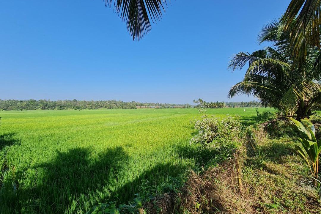 Photo of Others in Palakkad