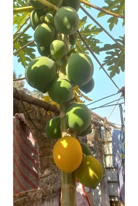 Photo of Others in Kolkata