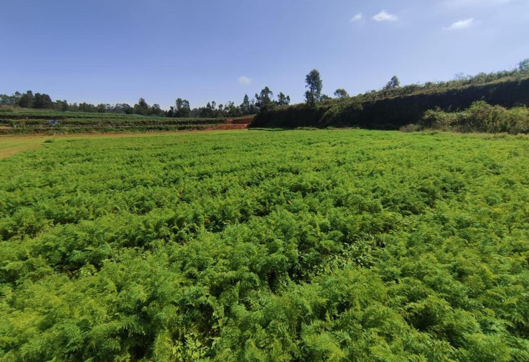 Photo of Others in Kodaikanal